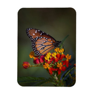 Magnet Flexible Reine sur l'algue tropicale