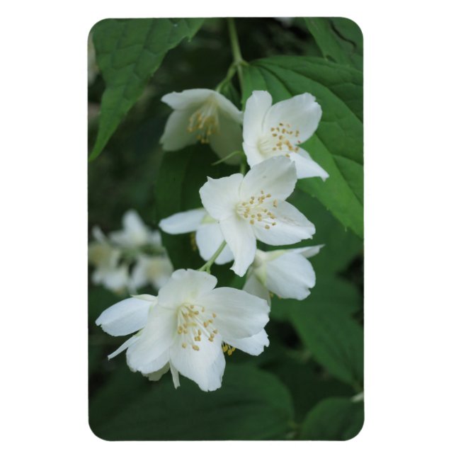 Magnet Flexible Remplacer Jasmine Photo Vertical Faire Personnalis (Vertical)