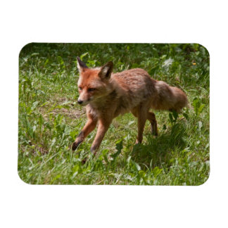 Magnet Flexible Renard
