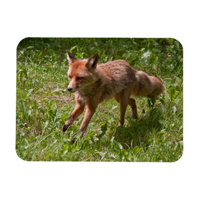 Magnet Flexible Renard (Horizontal)