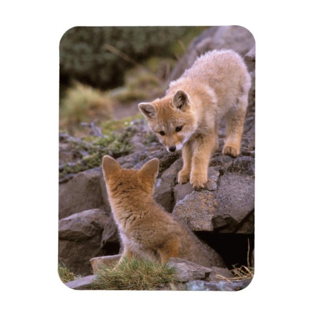 Magnet Flexible Renard gris sud-américain (Lycalopex griseus) coup (Vertical)