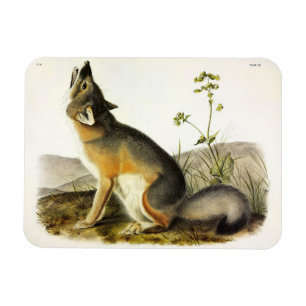 Magnet Flexible Renard rapide (Vulpes Velox) des Quadrupeds d'Audu
