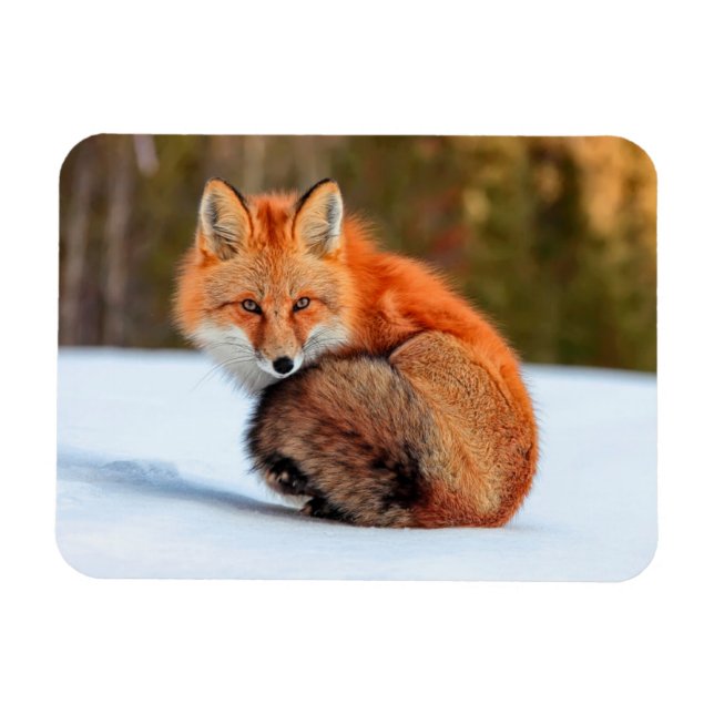 Magnet Flexible Renard Rouge En Neige | Yukon (Horizontal)