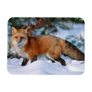 Magnet Flexible Renard rouge   Neige en hiver, Montana