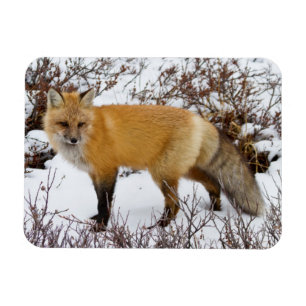 Magnet Flexible Renard roux dans la neige en hiver