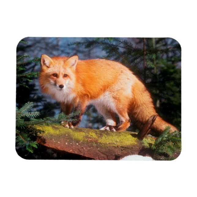 Magnet Flexible Renard roux sur une bûche (Horizontal)