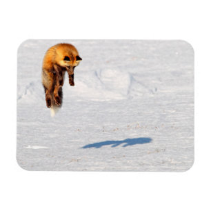 Magnet Flexible Renard Saut   Yukon, Canada