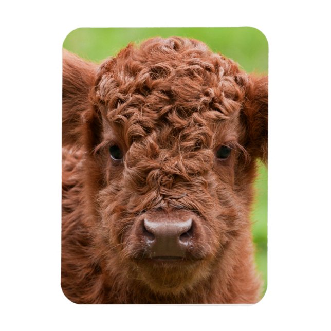 Magnet Flexible Rencontrez l'adorable Calf des Highlands (Vertical)