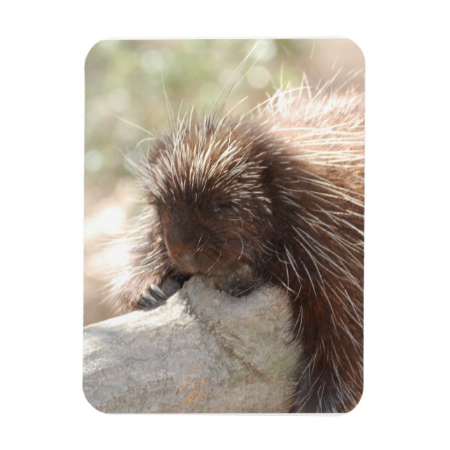 Magnet Flexible Repose de Porcupine (Vertical)