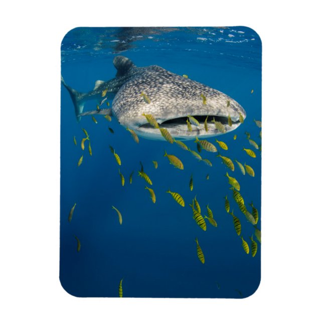 Magnet Flexible Requin baleine avec des poissons, Indonésie (Vertical)