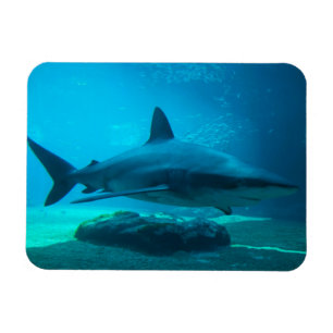 Magnet Flexible Requin de nuit (Carcharhinus Obscurus), Ushaka