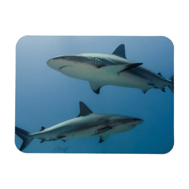Magnet Flexible Requin des récifs des Caraïbes (Horizontal)