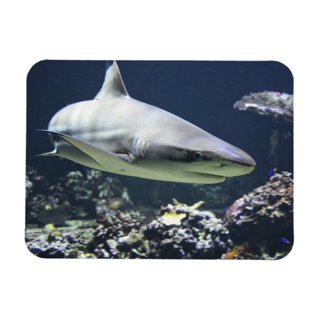 Magnet Flexible Requin noir nager dans le corail (Horizontal)