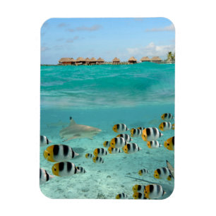 Magnet Flexible Requins et poissons dans Bora Bora aimant vertical