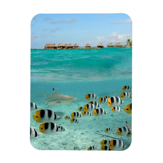 Magnet Flexible Requins et poissons dans Bora Bora aimant vertical (Vertical)