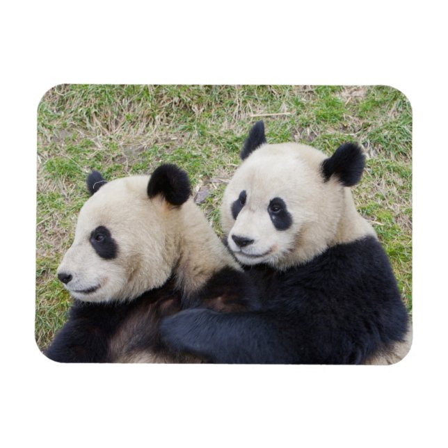 Magnet Flexible Réserve de Wolong, Chine, Panda géant faisant un c (Horizontal)