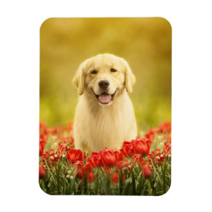 Magnet Flexible Retraité d'or dans les fleurs rouges