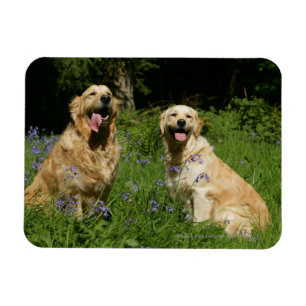 Magnet Flexible Retreivers d'or dans l'herbe