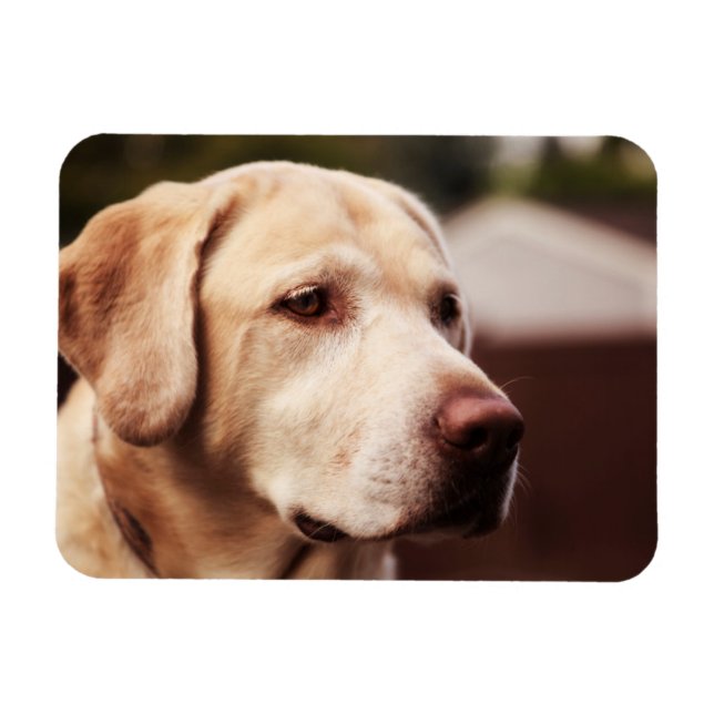 Magnet Flexible Retriever du Labrador (Horizontal)