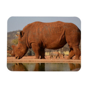 Magnet Flexible Rhino avec boue sur la peau photo