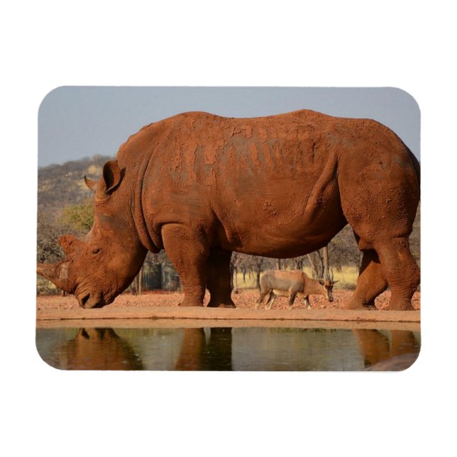 Magnet Flexible Rhino avec boue sur la peau photo (Horizontal)