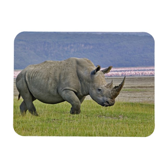 Magnet Flexible Rhinocéros blanc et flamants nains lointains, (Horizontal)