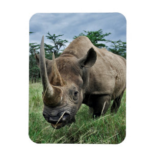 Magnet Flexible Rhinoceros noirs   Kenya