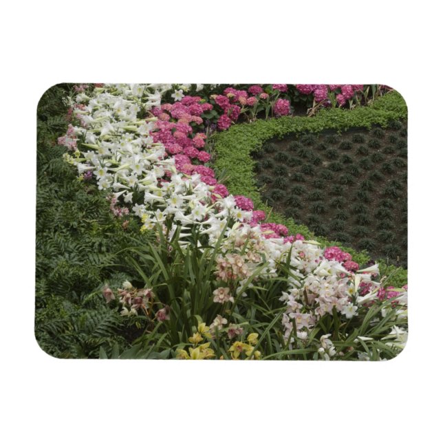 Magnet Flexible Rhododendron (Rhododendron catawbiense) Lande (Horizontal)