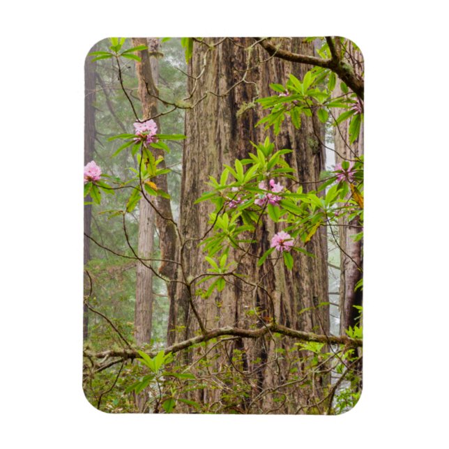 Magnet Flexible Rhododendrons en fleurs | Redwoods State Park,CA (Vertical)
