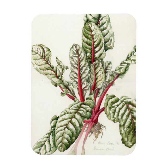 Magnet Flexible Rhubarb Chard 1992 (Vertical)