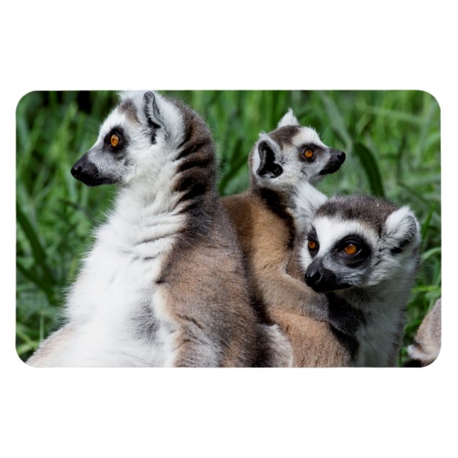 Magnet Flexible Ring-tailed Lemur Family (Horizontal)