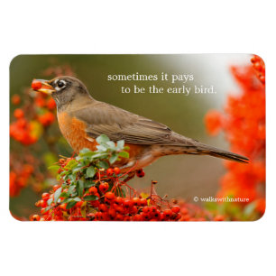 Magnet Flexible Robin américain avec Pyracantha Pomme