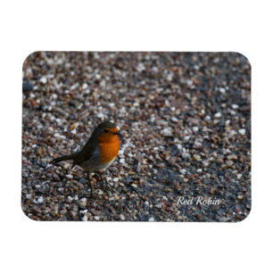 Magnet Flexible Robin rouge sur galets dans la carte postale du ja