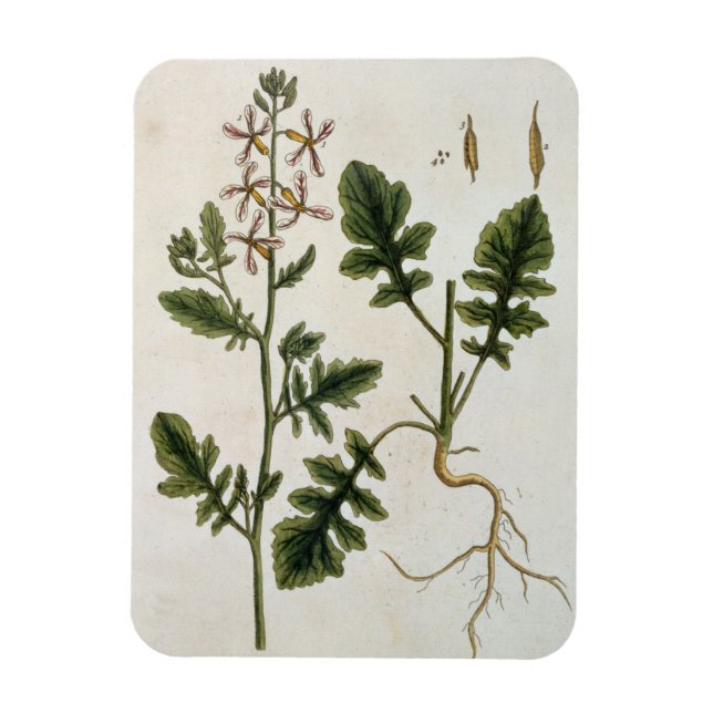 Magnet Flexible Rocket, plaque 242 de 'A Curious Herbal', publier (Vertical)
