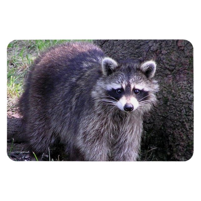 Magnet Flexible Rocky le Raccoon (Horizontal)
