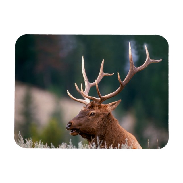 Magnet Flexible Rocky Mountain Elk Parc national de Yellowstone (Horizontal)