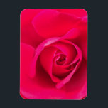 Magnet Flexible Romantic Red Pink Rose v2<br><div class="desc">Rose rose romantique rouge et rose.</div>