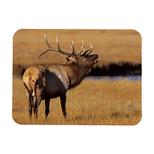Magnet Flexible Roosevelt Eull Elk Wyoming (Horizontal)