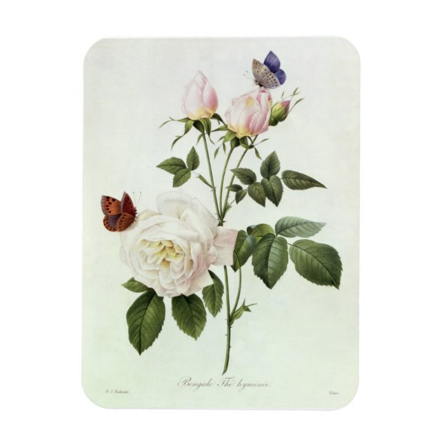 Magnet Flexible Rosa : Bengale les hymenes, de 'Les Roses (Vertical)