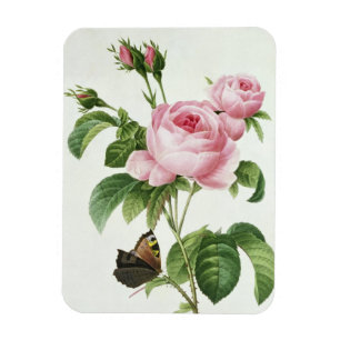 Magnet Flexible Rosa Centifolia