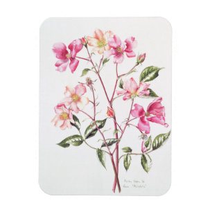 Magnet Flexible Rosa "Mutabilis" 1996