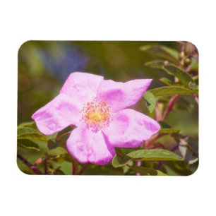 Magnet Flexible Rose