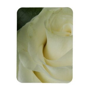 Magnet Flexible Rose blanche