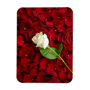 Magnet Flexible Rose blanche sur pétales rouges