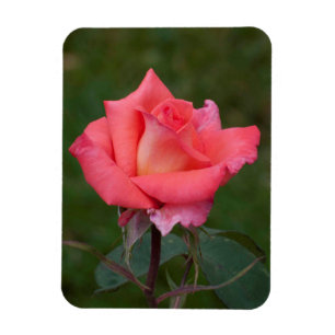 Magnet Flexible Rose, l'amour !