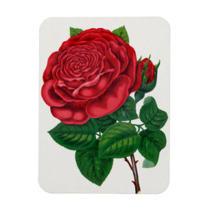 Magnet Flexible Rose Print Rochester Lithographing and Printing Co