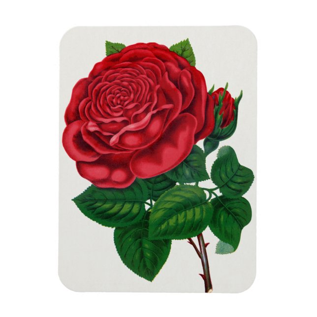 Magnet Flexible Rose Print Rochester Lithographing and Printing Co (Vertical)