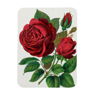 Magnet Flexible Rose Print Rochester Lithographing and Printing Co