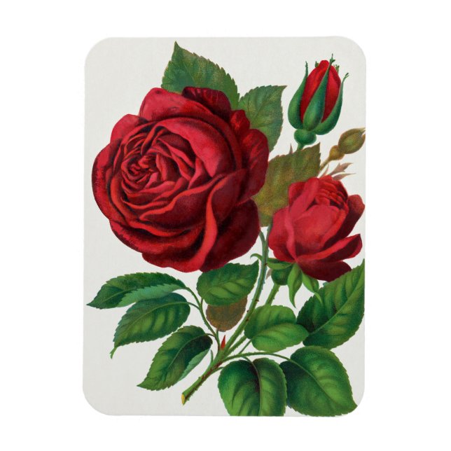 Magnet Flexible Rose Print Rochester Lithographing and Printing Co (Vertical)