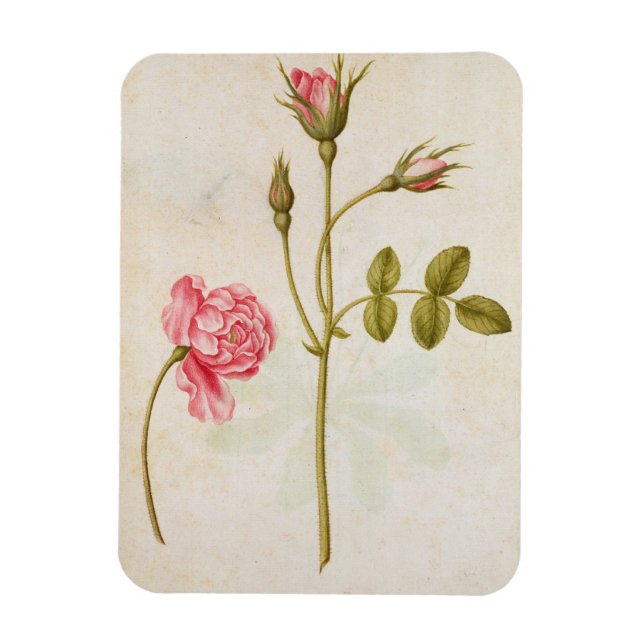 Magnet Flexible Rose Rose, c.1568 (Vertical)